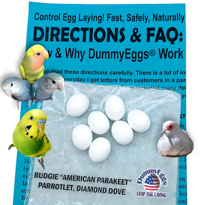 Dummy Eggs for Budgie Parakeet, Diamond Dove and Parrotlet with birds, plastic eggs & instruction sheet.