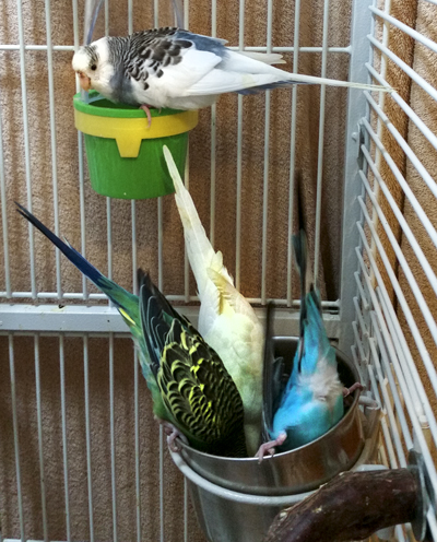 4 Budgies diving into a food cup, tails up for their Goldenfeast food. One is blue and white, one green and yellow, one yellow, and one black and turquoise.
