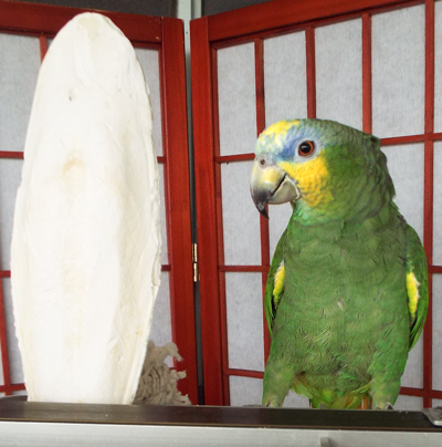 Paulie the Blue Fronted Amazon Parrot stands next to an Extra Large Cuttlebone. The cuttlebone is stood up between the bars of the top of her cage. She stands next to it, looking very pretty, but dwarfed  by its 10" height.