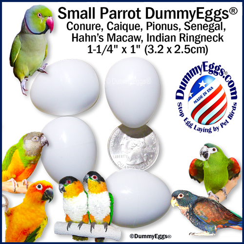 CONURE, SMALL PARROT PRODUCT LINK