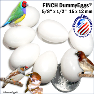 FINCH EGG PRODUCT LINK