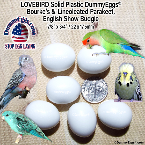 6 Dummy Eggs in the center of a Lovebird, Linoleated Parakeet, English Show Budgie, & Bourke’s Parakeet. Dimensions 7/8" x 3/4" (22 x 18mm). DummyEggs.com logo.