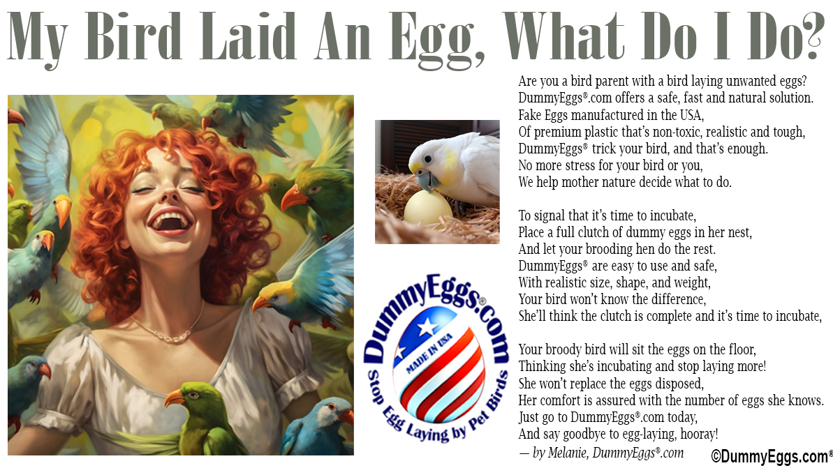A picture of a beautiful young red haired women surrounded by birds, heading says My Bird Laid An Egg, What Do I Do?, DummyEggs logo and picture of a cockatoo with her egg