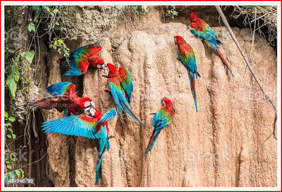 Wild parrots, including Macaws shown here, flock to the MANU CLAY CLIFFS in the foothills of Peru's Andes Mountains to lick the clay from the cliffs and absorb the many natural minerals needed for avian health.