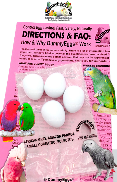 Solid Plastic Dummy Egg for African Grey, Eclectus, Amazon, Cockatoo or Small Macaw. Birds, eggs & instruction sheet shown.