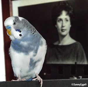 Picture of blue and white Budgie Parakeet in front of a framed picture of Melanie Brandstein when she was 21ish.