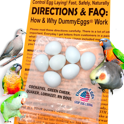 Dummy Eggs for Cockatiel, Quaker, Green Cheek Conure, Lorikeet, Ringneck Dove with birds, eggs & instruction sheet.