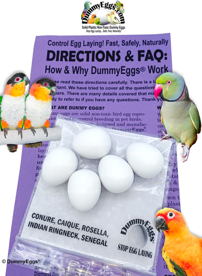 Dummy Eggs Small Parrot Eggs for Conures, Caique, Indian Ringneck, Pionus. Senegal. Birds, eggs, and instructions shown.