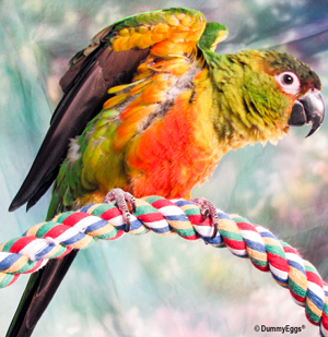 Beautiful Niki, the Sunday Conure posed on her Comfy Perch to show us her beautiful feathers under her wing. Original photo by Melanie
