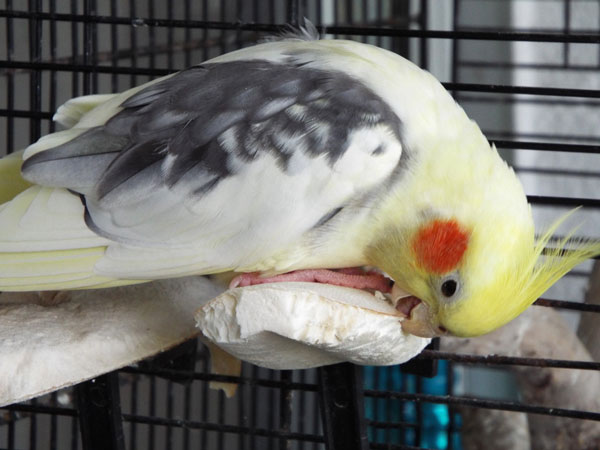 Cockatiel eating large thick cuttlebone