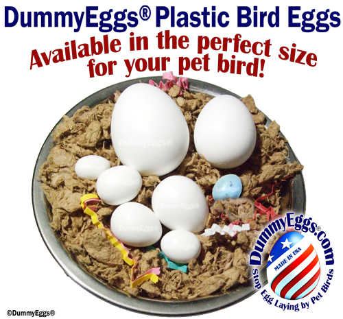 Large to small eggs arranged in a steel nesting bowl with bedding and dummyeggs.com logo
