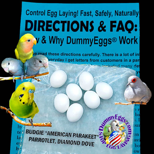 7 small white plastic dummy eggs, Budgie Parakeets, Parrotlets and Diamond Doves images, against turqoise printed directions sheet and black background