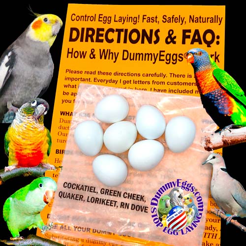 7 Plastic dummy eggs for Cockatiels, Green Cheek Conures, Quaker Parrots, Lorikeets, and Ringneck Doves are shown against an orange paper that says Directions and FAQ, black background, DummyEggs.com logo