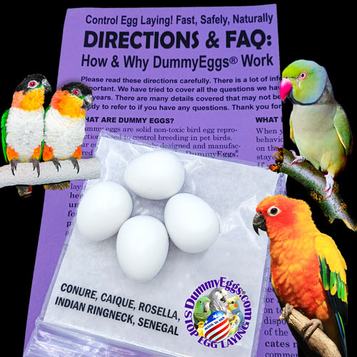 3 colorful parrots and a package of dummy eggs with an accompanying faq guide. 1 green Indian Ringneck with a red beak, a Sun Conure has a mix of red, orange, and yellow, and a Caique with black head, gold neck, white breast and green wings