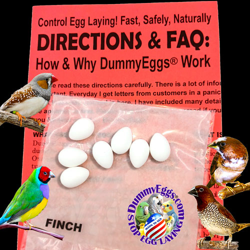 An advertisement for dummyeggs featuring images of 4 finches and 7 white dummy eggs on a red directions & FAQ flyer, company logo, black background