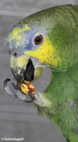 Close up photo of Paulie, the blue fronted Amazon Parrot, eating a small round treat with red speckles around the edges