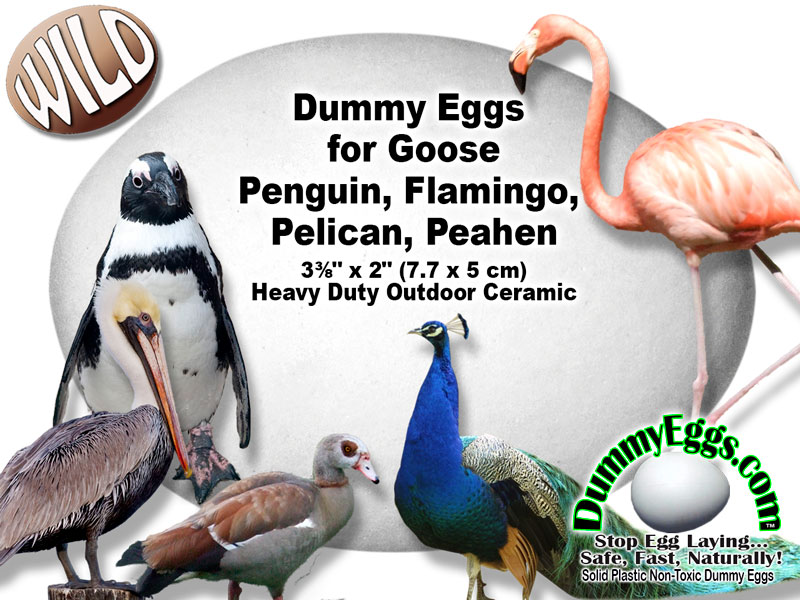 CERAMIC GOOSE EGG. Pic of goose, penquin, pelican flamingo, peahen against large blown up egg picture.