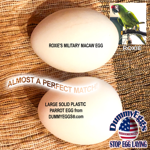 Two large white eggs on a textured, woven mat with inset images: a green parrot named roxie, and labels highlighting one as roxie's military macaw egg and the other as a fake egg from dummyeggs.com. text says almost a perfect match!