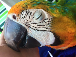 Close up of Blue & Gold Macaw head with his eyes closed and his tiny eyelash feathers visible. Precious.