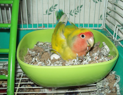 Beautiful yellow and green peachfaced Lovebird, sits in a bright green square bowl with shredded paper and her dummy eggs on the bottom of her cage