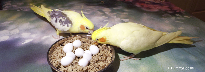Two yellow Lutino cockatiels peck at their dummy eggs inside a round steel nest bowl filled with nesting bedding material.