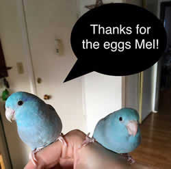 parrots who use fake eggs