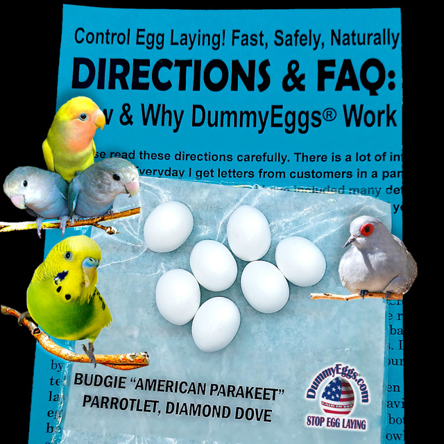 Budgie Parakeet Plastic DummyEggs® with images of eggs, birds and directions