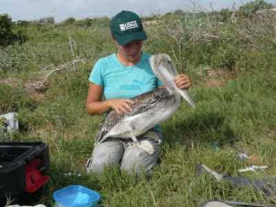 Juliet Lamb, a wildlife researcher or biologist, sitting outdoors, holding a large pelican