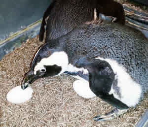 2 African Blackfooted Penguins incubates ceramic goose eggs in nesting area, with one standing and looking at an egg as the other lies next to it, seemingly guarding or warming the egg, both are on a bed of straw