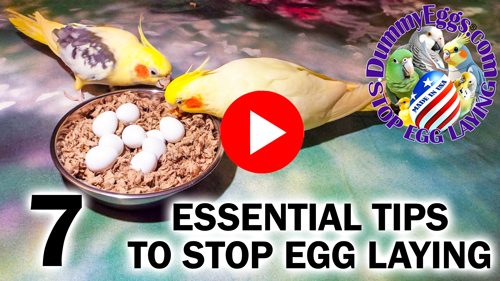 thumbnail for movie with large red play button in center. Two cockatiels peck at a bowl containing white dummy eggs on bedding, bold type 7 essential tips to stop egg laying, DummyEggs.com logo in circle with pet bird illustrations montaged inside