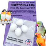 DummyEggs Small Parrot Eggs for Conures Caique Indian Ringneck Pionus Senegal plastic eggs and instructions