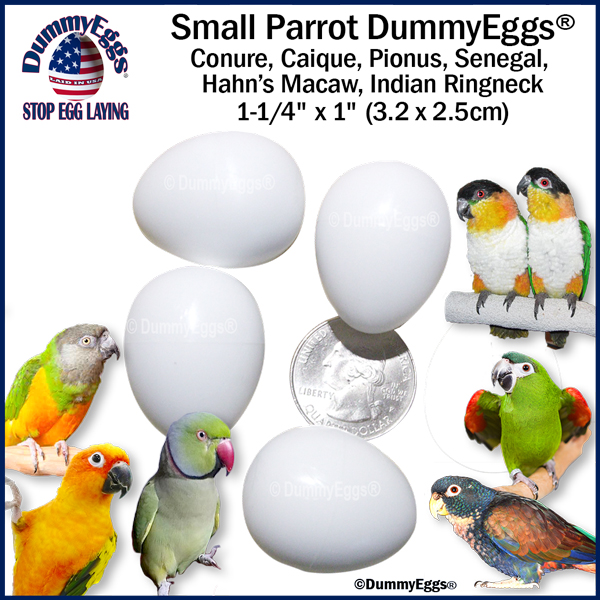 4 white Dummy Eggs shown with a quarter in the middle for scale.  Sun Conure, Caique, Hahn’s Macaw, Pionus shown on right with an Indian Ringneck and Senegal on left. DummyEgg.com logo and dimensions 1-1/4" x 1" (3.2 x 2.5 cm).