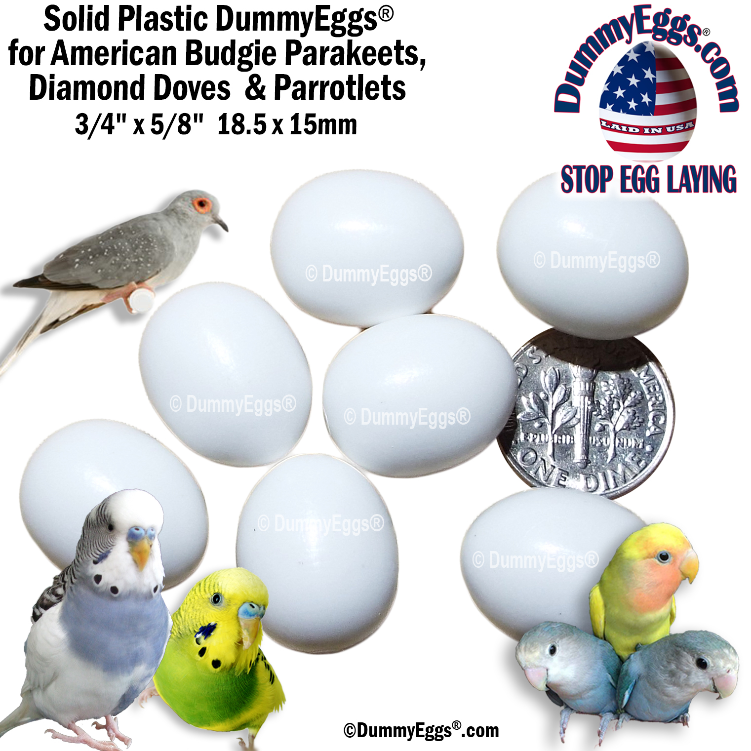 7 white plastic Budgie eggs with a dime in the center for scale. On the right a beautiful green and yellow american budgie parakeet and on the left a grey Diamond Dove with red eye ring and 2 blue Parrotlets below. Also shown are the DummyEggs.com logo,  and the 1/2" x 11/16" dimensions.