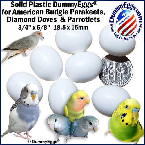 BUDGIE PARROTLET PRODUCT LINK