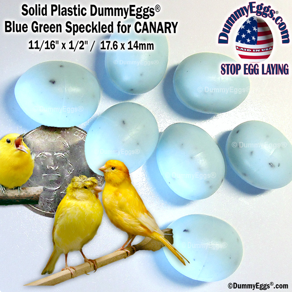 Picture shows 7 Blue-Green Speckled plastic Dummy Eggs for Canary eggs with a nickel below for scale. On the right three beautiful yellow canaries. Also shown are the DummyEggs.com logo, and the 1/2" x 11/16" dimensions.