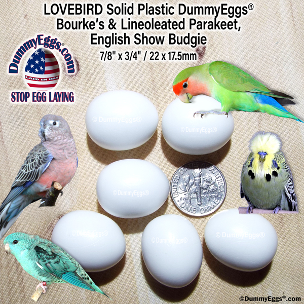 dummy eggs for lovebirds