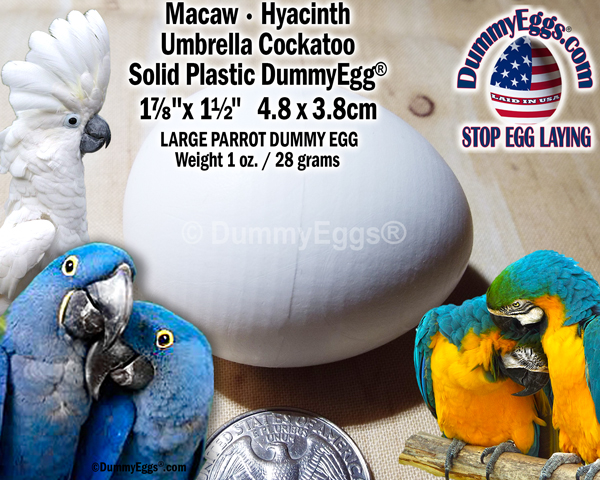 Picture shows 1 plastic Large Parrot egg with a quarter below for scale. On the right a pair of beautiful Blue and Gold Macaws preening each other and on the left an umbrella cockatoo and a pair of happy Hyacinths. Also shown are the DummyEggs.com logo, and the 1-7/8" x 1- 1/2" (4.8 x 3.8 cm) dimensions.