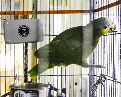 Paulie the Blue Fronted Amazon is climbing inside her cage next to the small K&H Warming Unit.