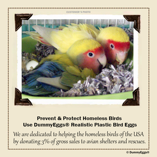 We are dedicated to helping the homeless birds of the USA by donating 3% of gross sales to avian shelters and rescues