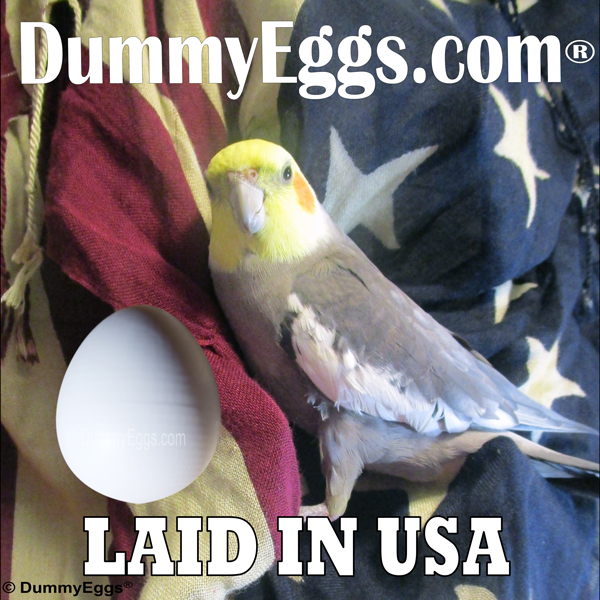 Picture of Cockatiel nestled in an American Flag. Laid in USA by DummyEggs.com