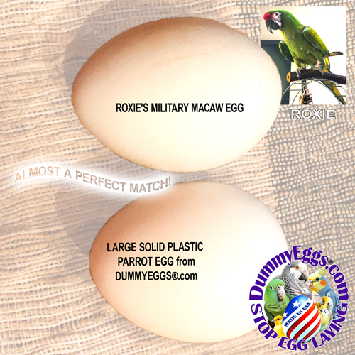 Two eggs are displayed with the text overlay. The top egg is labeled Roxie’s Military Macaw Egg. Below is a slightly larger egg labeled Large Solid Plastic Parrot Egg from DummyEggs.com. A small image of a green Military Macaw labeled Roxie is in the top right corner. The DummyEggs.com logo with STOP EGG LAYING is at the bottom right.