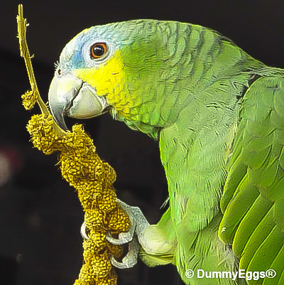 Blue fronted Amazon Parrot Paulie holds a large spray millet in profile looking very happy.