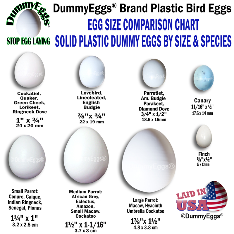 Egg Size Comparison Chart - Minga