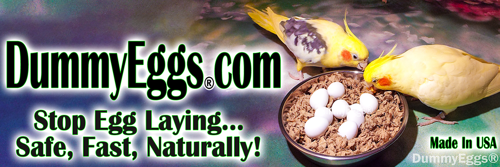 DummyEggs.com heading two cockatiels pecking at bowl of dummy eggs.
