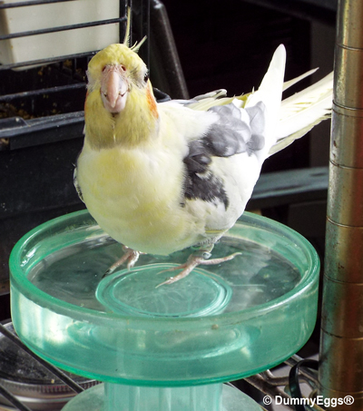 Beautiful pied & Lutino Cockatiel stands in water in clear bath, looking straight on with a happy face
