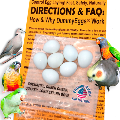 COCKATIEL Plastic DummyEggs® with images of eggs, birds and directions