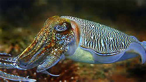 picture of a live cuttlefish