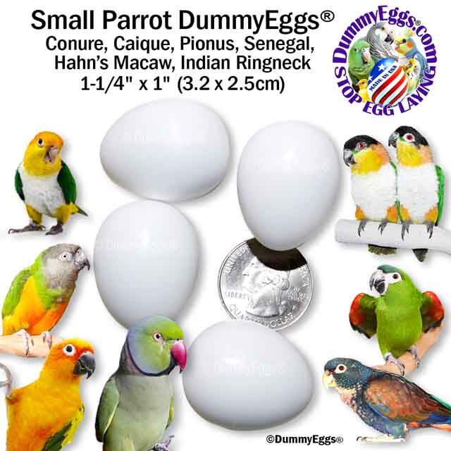 Image shows 4 white small parrot dummy eggs. A Sun Conure, Caique, Pionus, Senegal, Hahn’s Macaw, & Indian Ringneckare shown. 1-1/4 x 1 inch (3.2 x 2.5cm) are given as dimensions with a US quarter shown for size comparison.