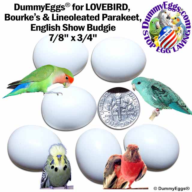 A promotional image for DummyEggs showcases six white eggs with a U.S. dime for scale, labeled as 7/8 x 3/4. Featured birds include a lovebird, Bourke’s parakeet, lineolated parakeet, and an English show budgie. The DummyEggs logo and text are prominently displayed.