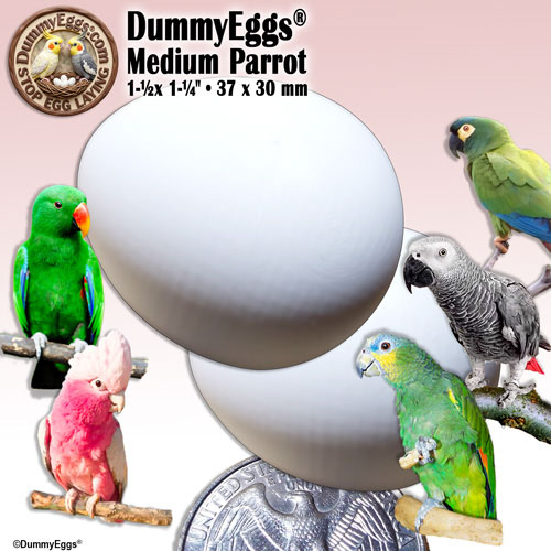 An image shows two medium large white plastic dummy eggs. An African Grey, Eclectus, Amazon Parrot and small Galah Cockatoo surround the egg, with a U.S. quarter at the bottom for scale.